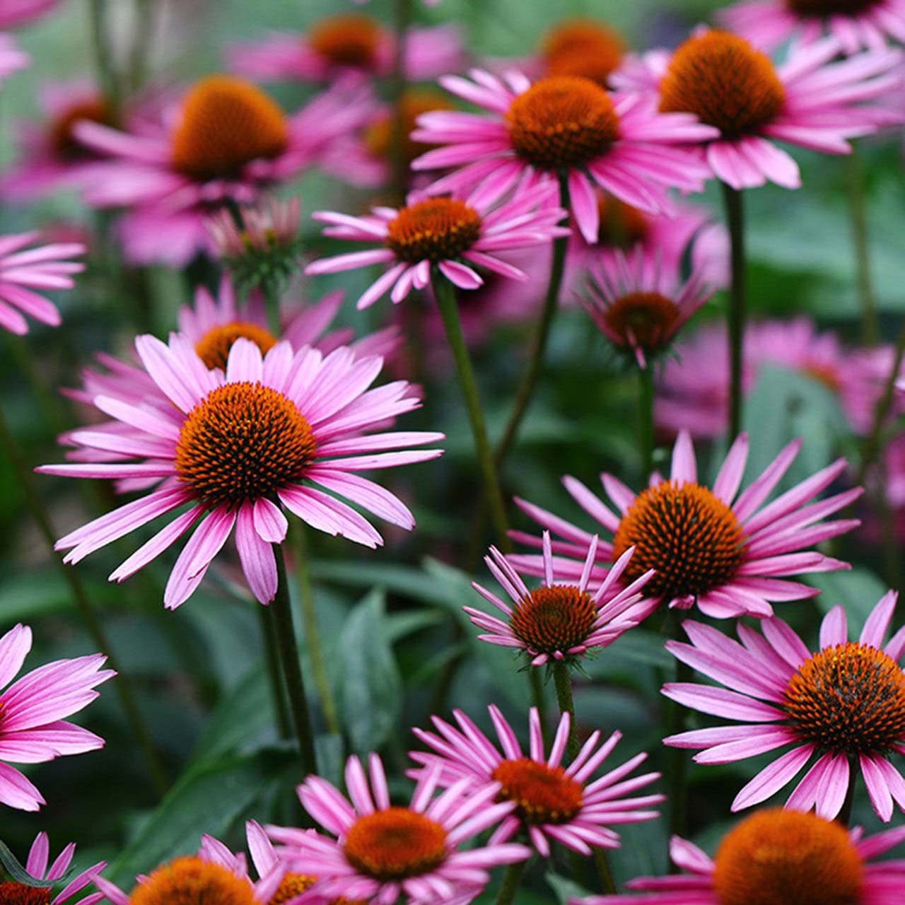 Votaniki Magnus Coneflower Bare Root - Echinacea Purpurea Flowering Root for Planting - Perennial Plant | Easy to Grow - Pink Coneflower (2 Pack)