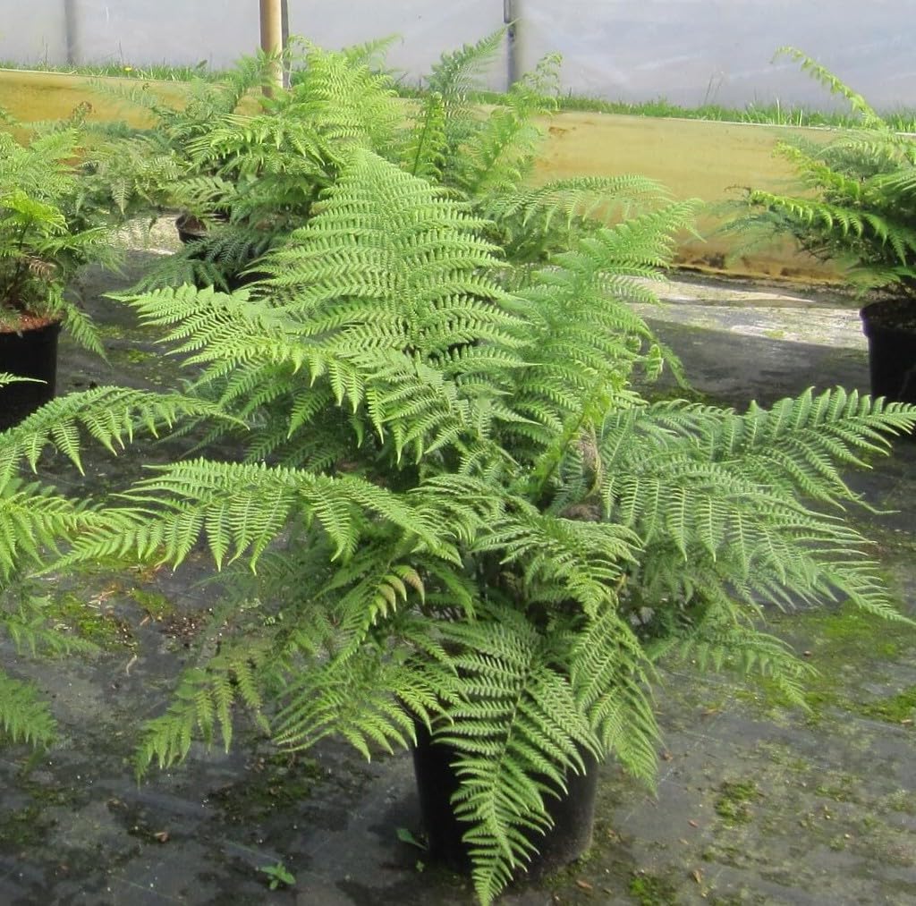 Tropischer Baumfarn - Echter Baumfarn - Dicksonia antarctica - Besonderheit - 60-80cm