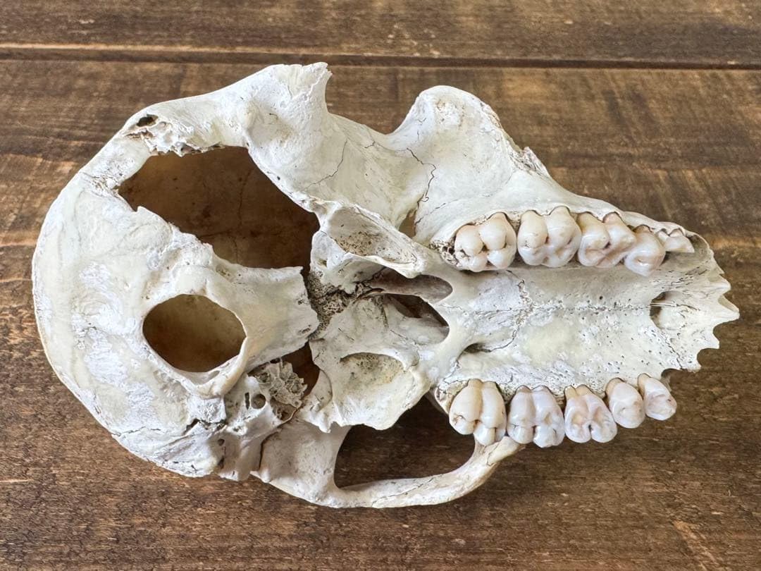 Amazon | 猿 頭蓋骨 標本 スカル | 生物・動物・人体 | おもちゃ
