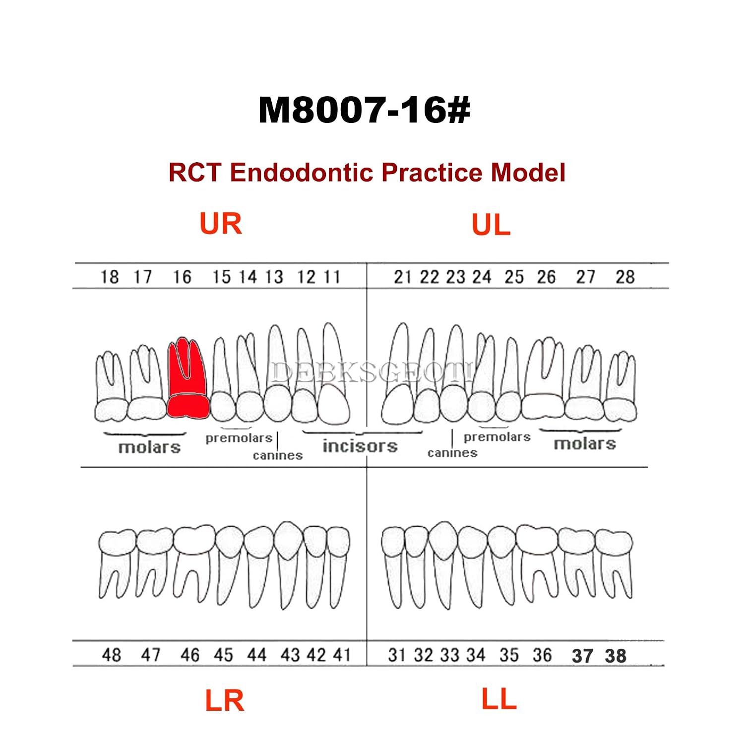 5Pcs Dental Root Canal Pulp Cavity Teeth Model Endodontic Practice RCT Typodont M8007 11# 14# 16# 21# 33# 34# 35# 36# 44# 45# Practicing Study Teach (5Pcs-M8007-16#)