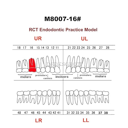 Miniatura 2 de 5pcs Dientes de la cavidad de la pulpa del conducto radicular dental Modelo Endodontic Practice RCT Typodont M8007 11# 14# 16# 21# 33# 34# 35# 36#