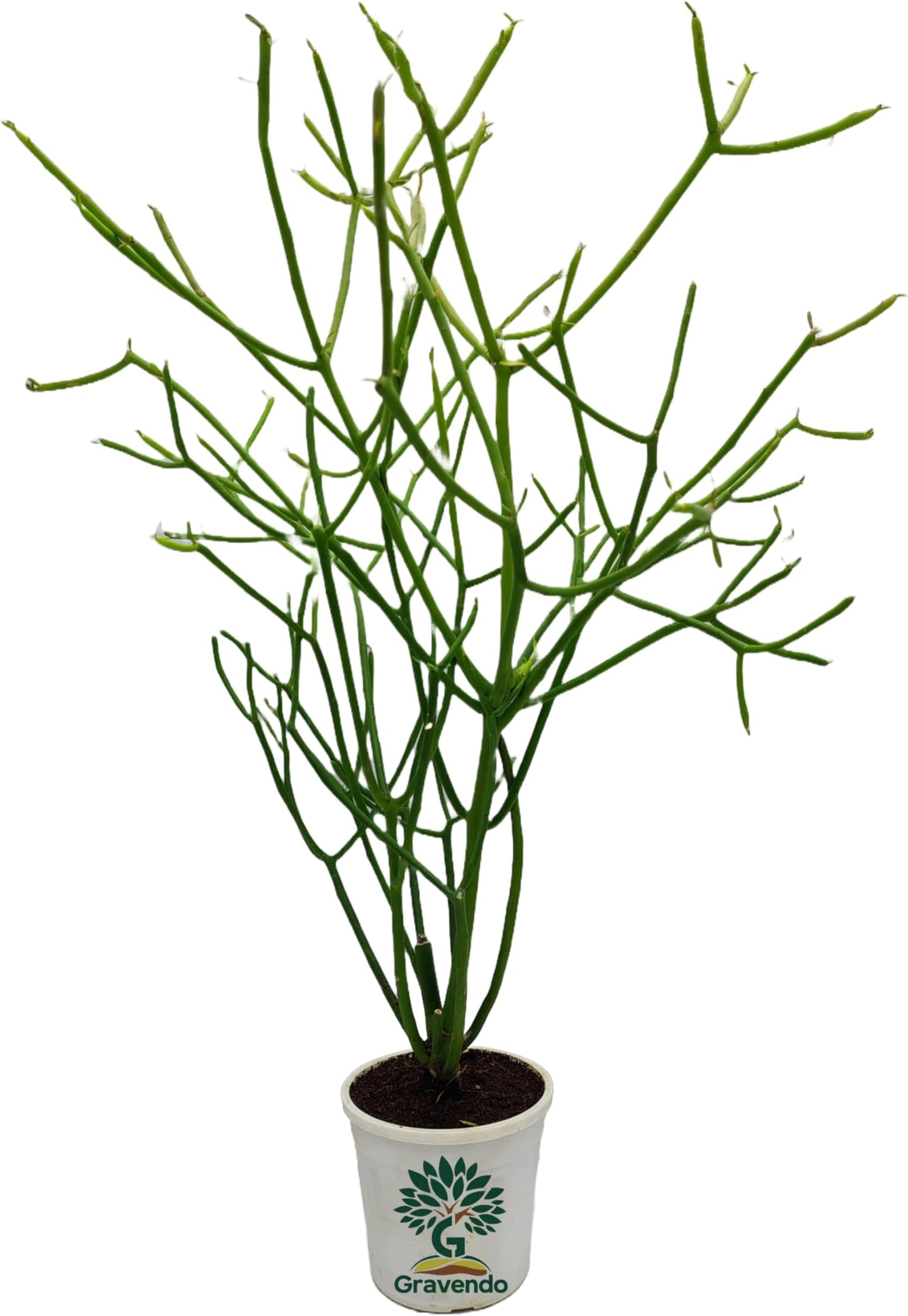 Gravendo Pencil Cactus Plant (Euphorbia Tirucalli) – Hardy Succulent for Indoor & Outdoor Decoration – Low Maintenance, Air Purifying