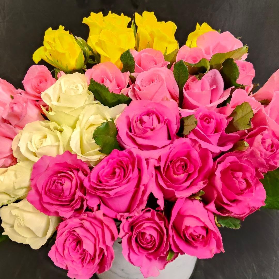 イペ　タベブイア　タベビア　ピンク花　観葉植物　インテリア イペ タベブイア タベビア ピンク花 観葉植物 インテリア