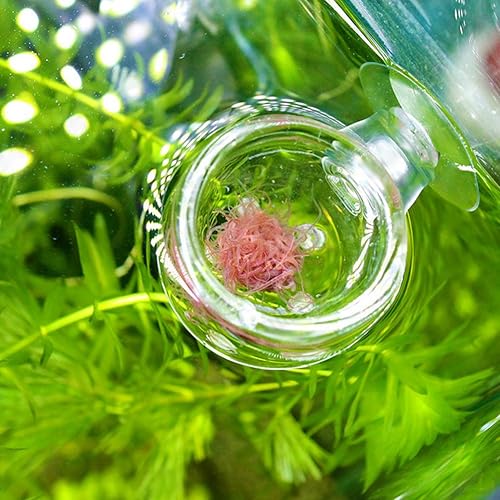 Fish Tank Feeding Cup, Aquarium Red Worm Food Container, Glass Feeder with Suction, Transparent Bowl for Feeding Shrimp Fish Reptiles (Glass Hole Cup)