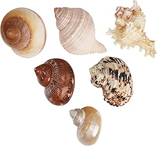 SLSON 6 Pack Large Shells for Hermit Crabs Different Type Changing Natural Seashells No Painted Hermit Crab Supplies, 1 to 2 inch Opening Width - coolthings.us