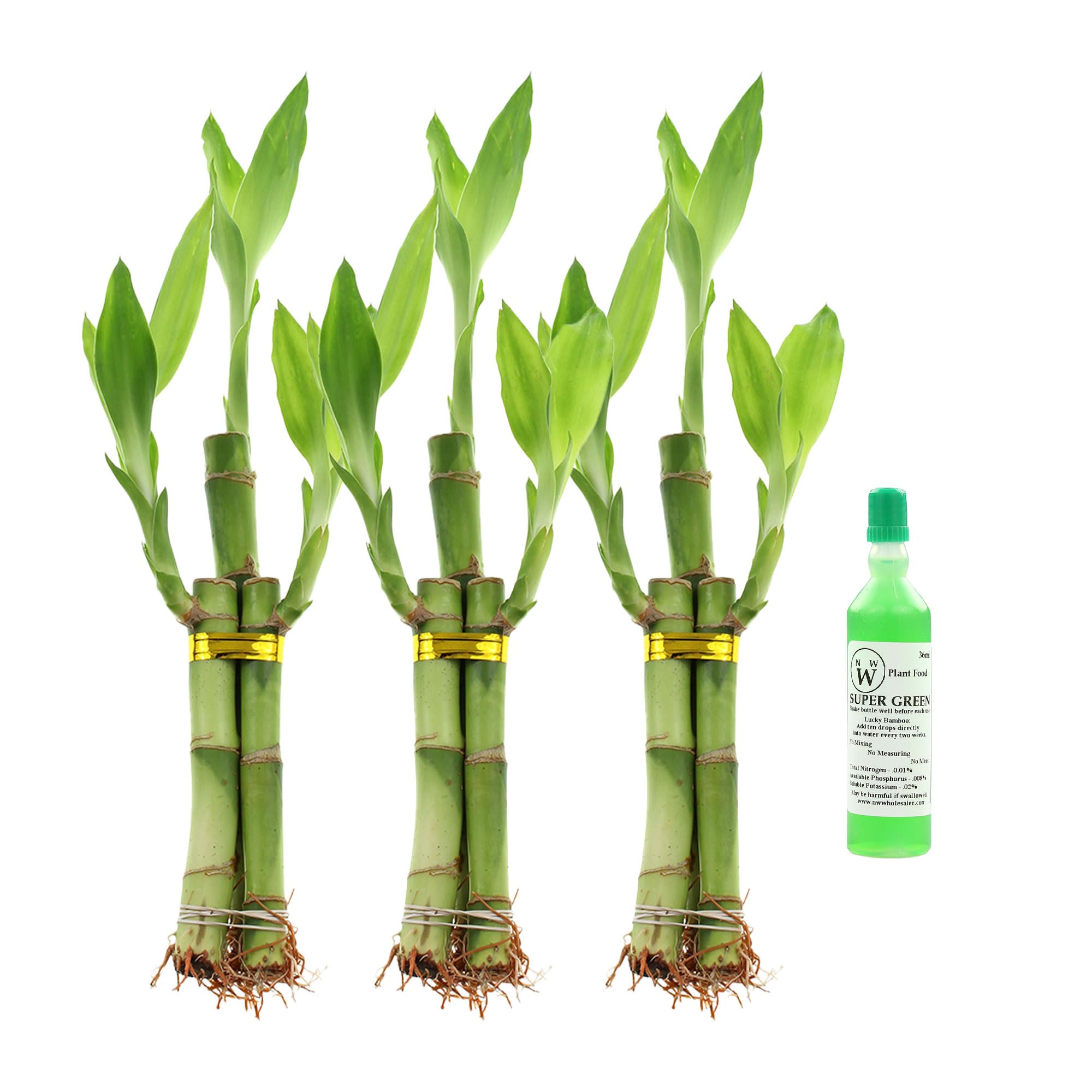 NW Wholesaler Set of Three Lucky Bamboo Arrangements