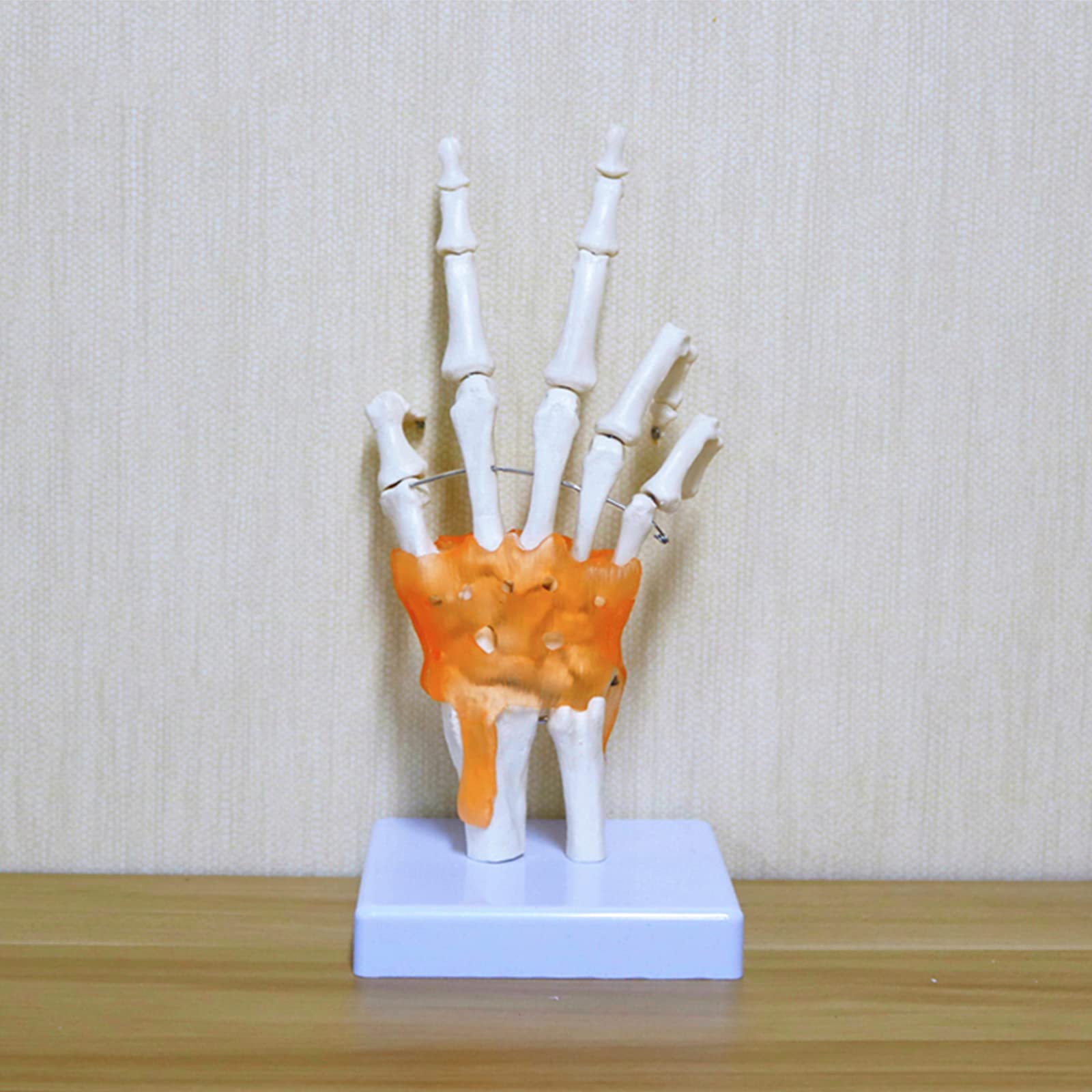 Anatomiczny Staw Dłoni Ludzkiej Z Więzadłami - Model Medyczny Stawu Nadgarstkowego W Naturalnej Wielkości - Pomoc Dydaktyczna W Nauczaniu Medycznym