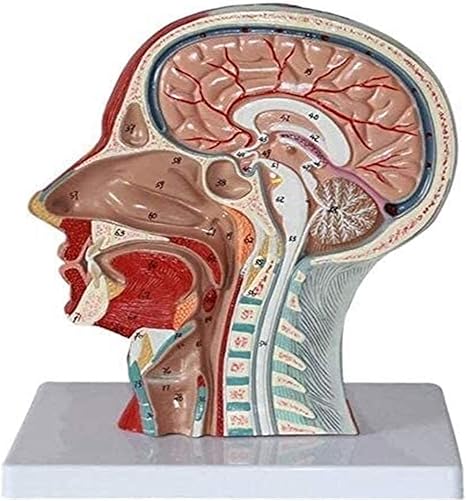 Amazon Co Jp 人体模型 実験室解剖学的医学教育教育援助のための半頭の顔の解剖学的脳 Asddd 産業 研究開発用品 Amazon Co Jp 人体模型 実験室解剖学的医学教育教育援助のための半頭の顔の解剖学的脳 Asddd 産業 研究開発用品