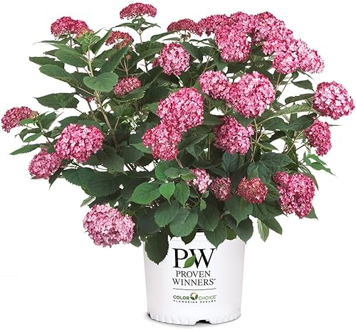 0.07oz Proven Winners Hydrangea Invincibelle Ruby