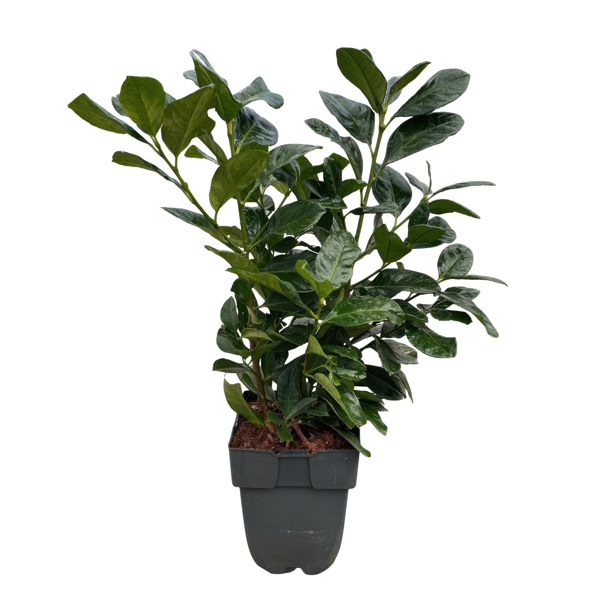 Laurocerasus Etna laur wiśniowy Prunus Laurocerasus Etna – żywopłot – zielony liść – 6 roślin – 1 metr bieżący – zimozielony – 17 cm x wys. 50 cm – szybko rośnie i jest łatwy w pielęgnacji