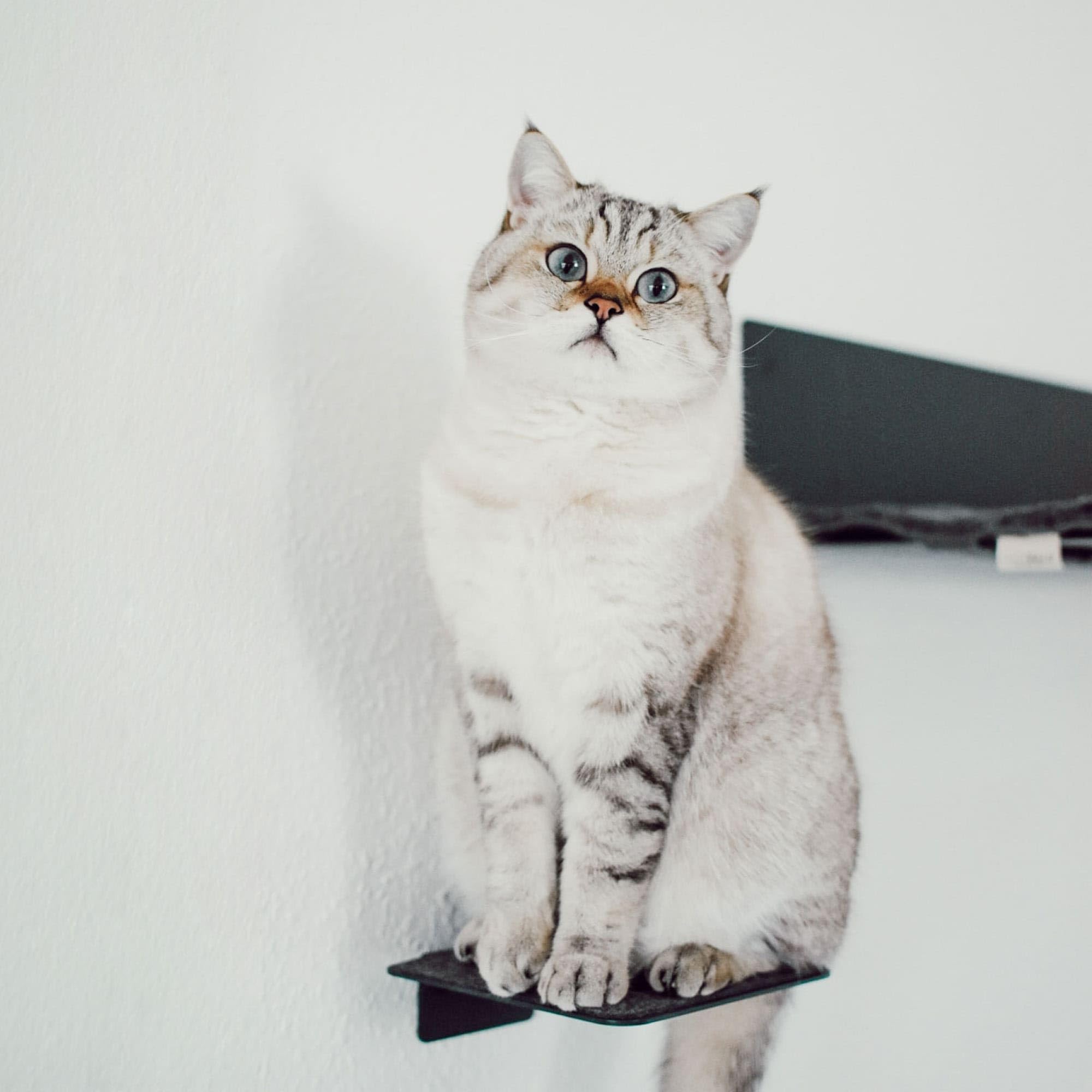 LucyBalu® Steps Marches murales pour Chat Lot de 3 I Anthracite