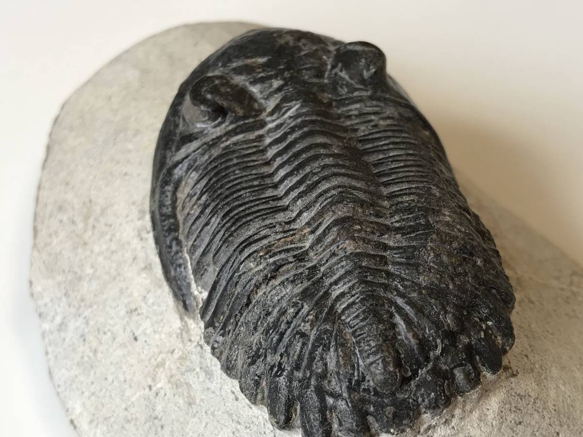 モロッコ産出　三葉虫　odontochi li sp（デボン紀中期）化石標本 モロッコ・アルニフのデボン紀地層から発見された三葉虫、ファコプス