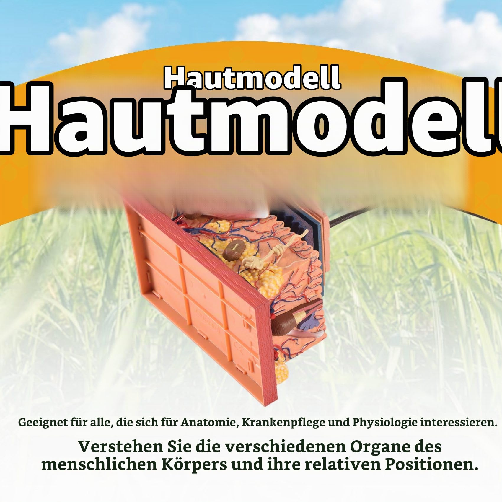 Menschliche Anatomie Haut Anatomie Modell, 3D-Hautschichten Anatomisches Puzzle Modell Für Medizinische Lehr, Human Anatomie-Modell, Geschenkidee für Krankenschwestern und Medizinstudenten