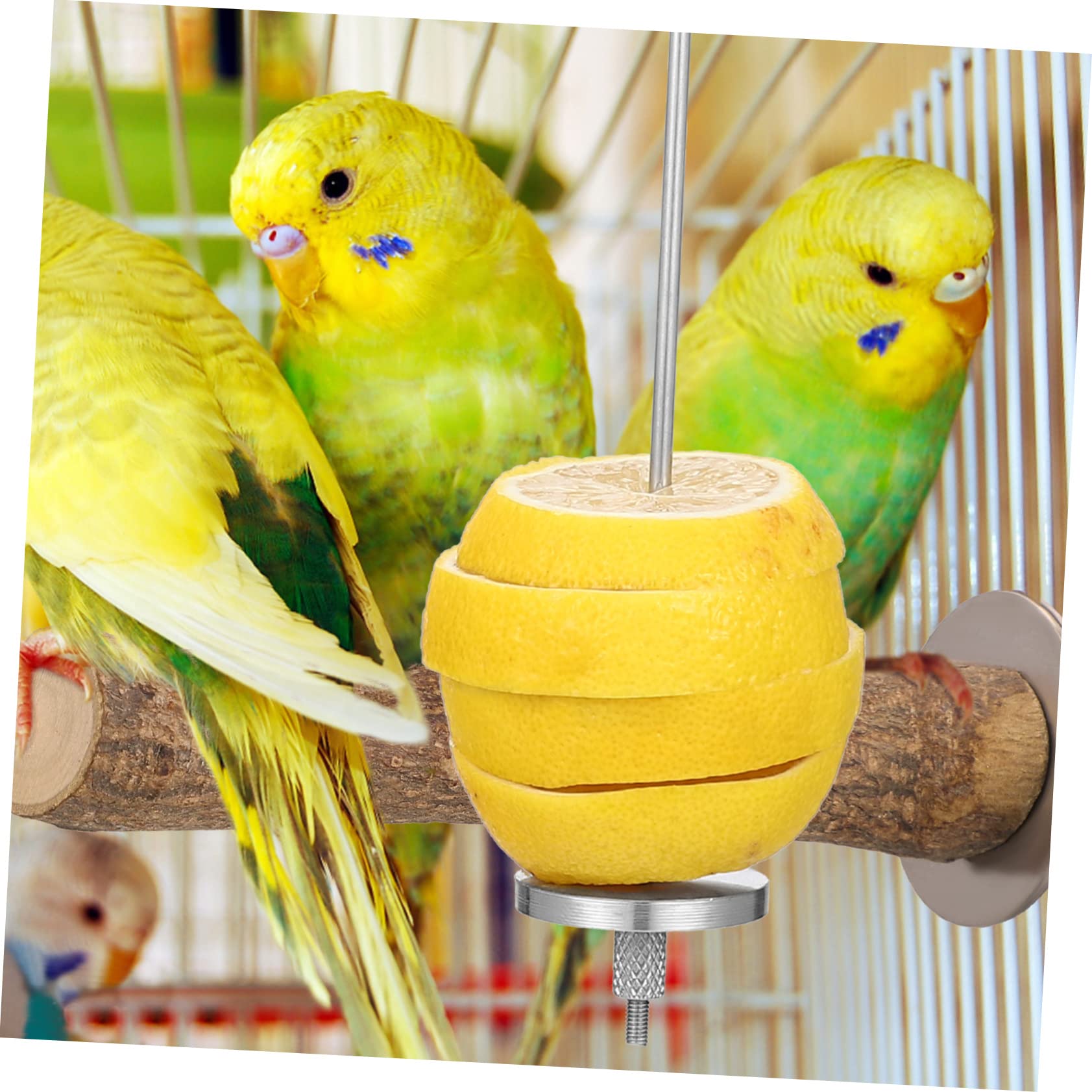 COLLBATH 4stücke Vogelspieße Für Obst Und Futterhalter Für Wellensittiche Papageien Und Kleintiere Für Gesunde Snacks Im Käfig