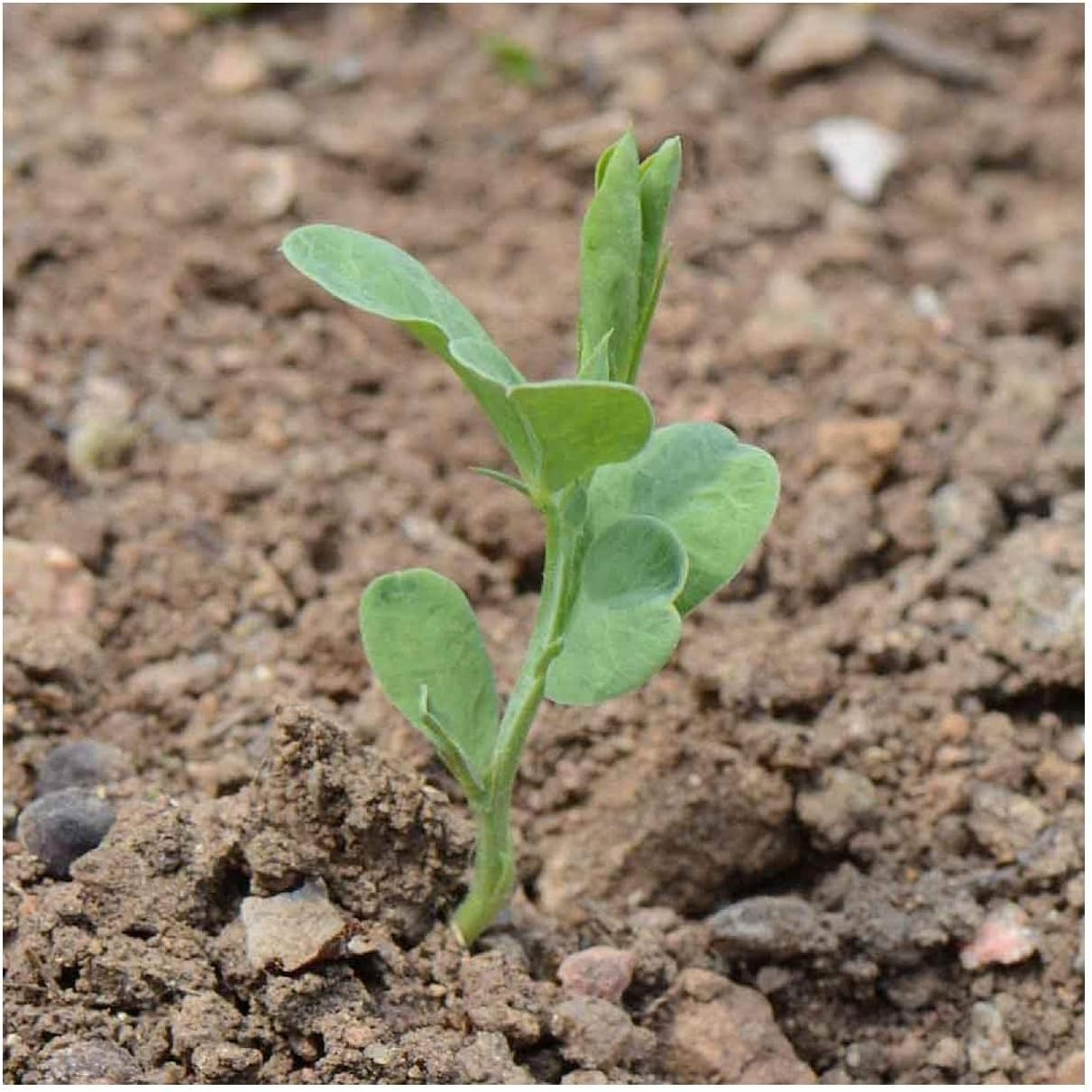 Everwilde Farms - 1 Lb Knee High Mix Sweet Pea Wildflower Seeds - Gold Vault