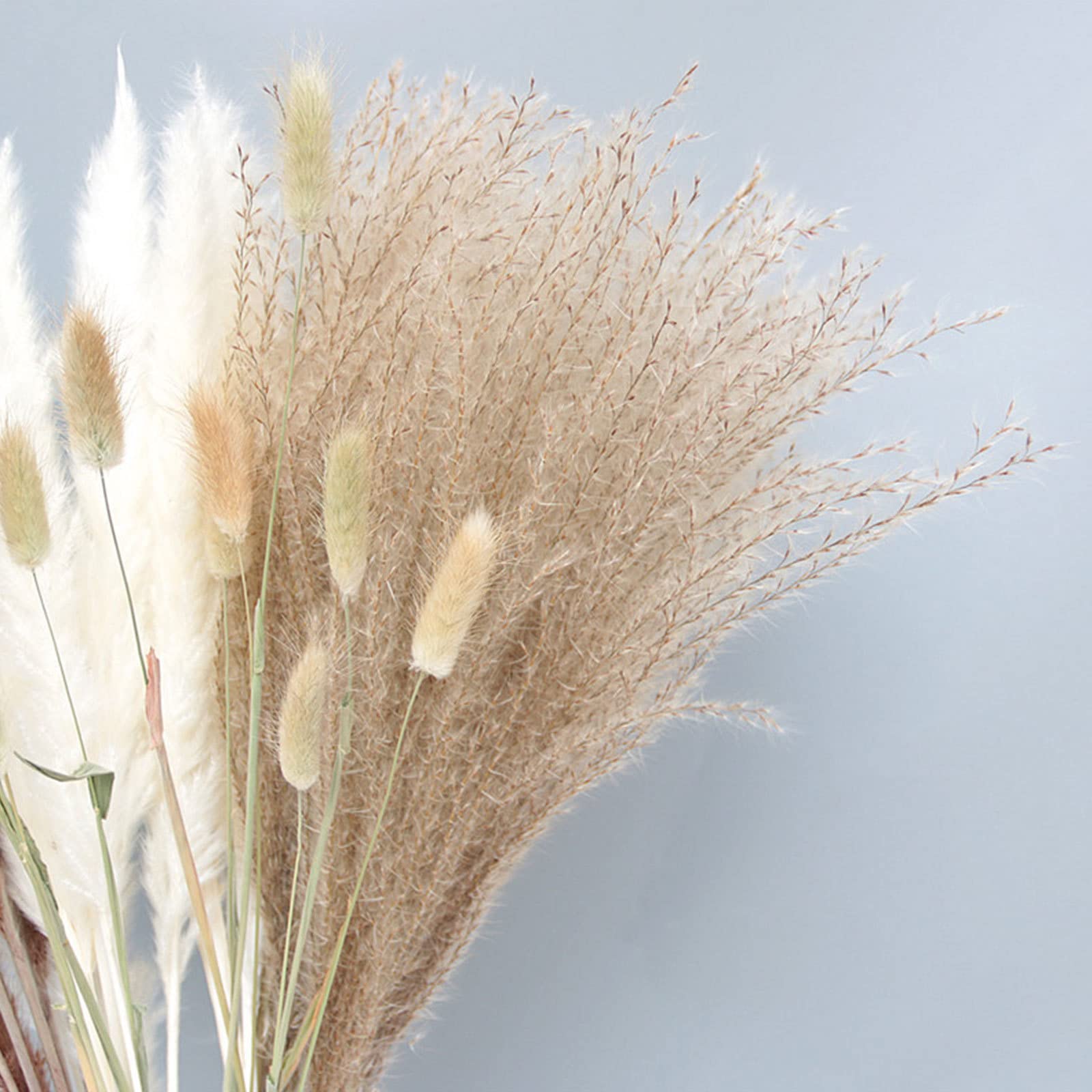Decoración de Hierba de Pampa Natural de 80 Tallos – Colas de Conejo secas, Hierba de caña Beige para decoración del hogar, arreglos Florales, decoración Bohemia, 20 Pulgadas de Alto