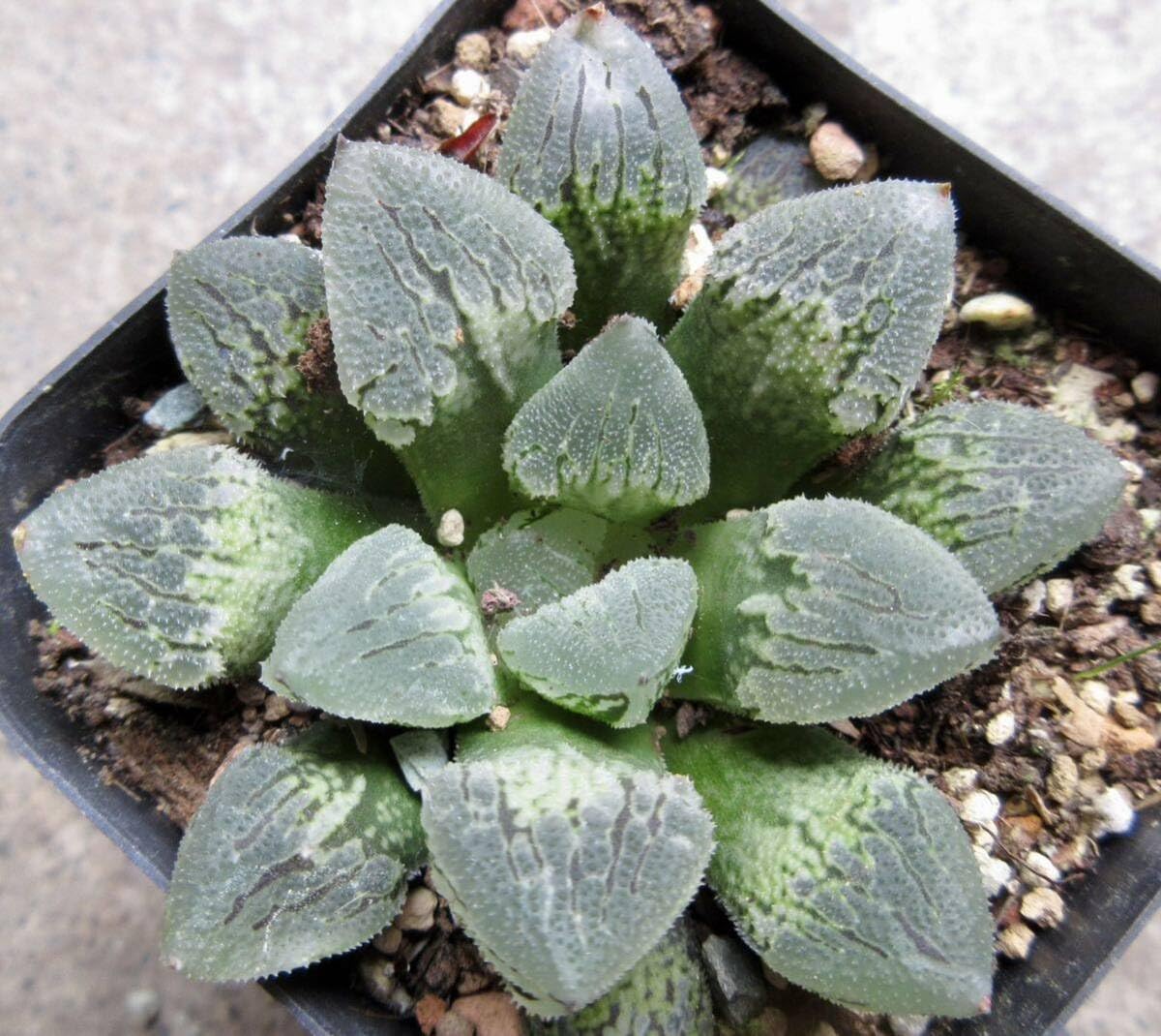 ひ*ろ様 多肉植物 ハオルチア 白帝城錦糊斑 多肉植物 ハオルチア 白帝城錦糊斑 - メルカリ