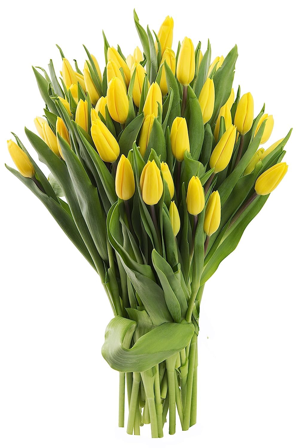 KaBloom PRIME OVERNIGHT DELIVERY - WEDDING COLLECTION - PREMIUM 50 Yellow Tulips - Wholesale Fresh Flowers I Gift for Birthday, Anniversary, Thank You, Mother’s Day Fresh Flowers.