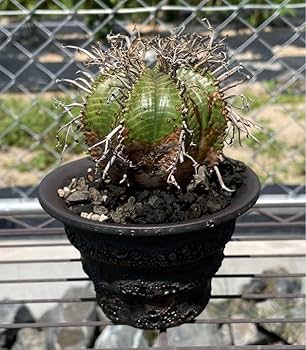 Amazon.co.jp: ユーフォルビア スーパーバリダ φ9cm 良株 鉢付