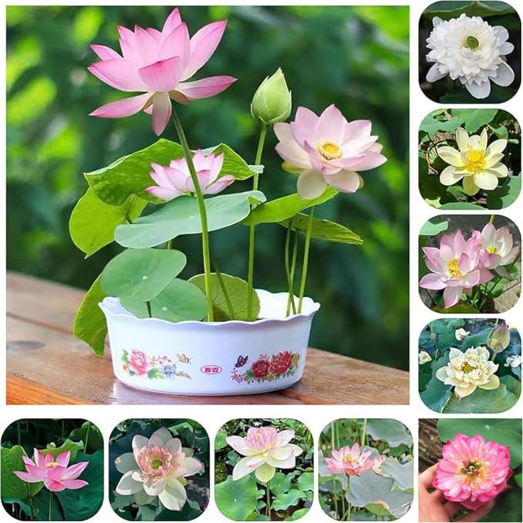 HXDZEU Semillas de Flor de Loto, Semillas de Loto de Agua de Alta germinación, Plantas perennes Resistentes para decoración de jardín e Interior, hogar y Oficina