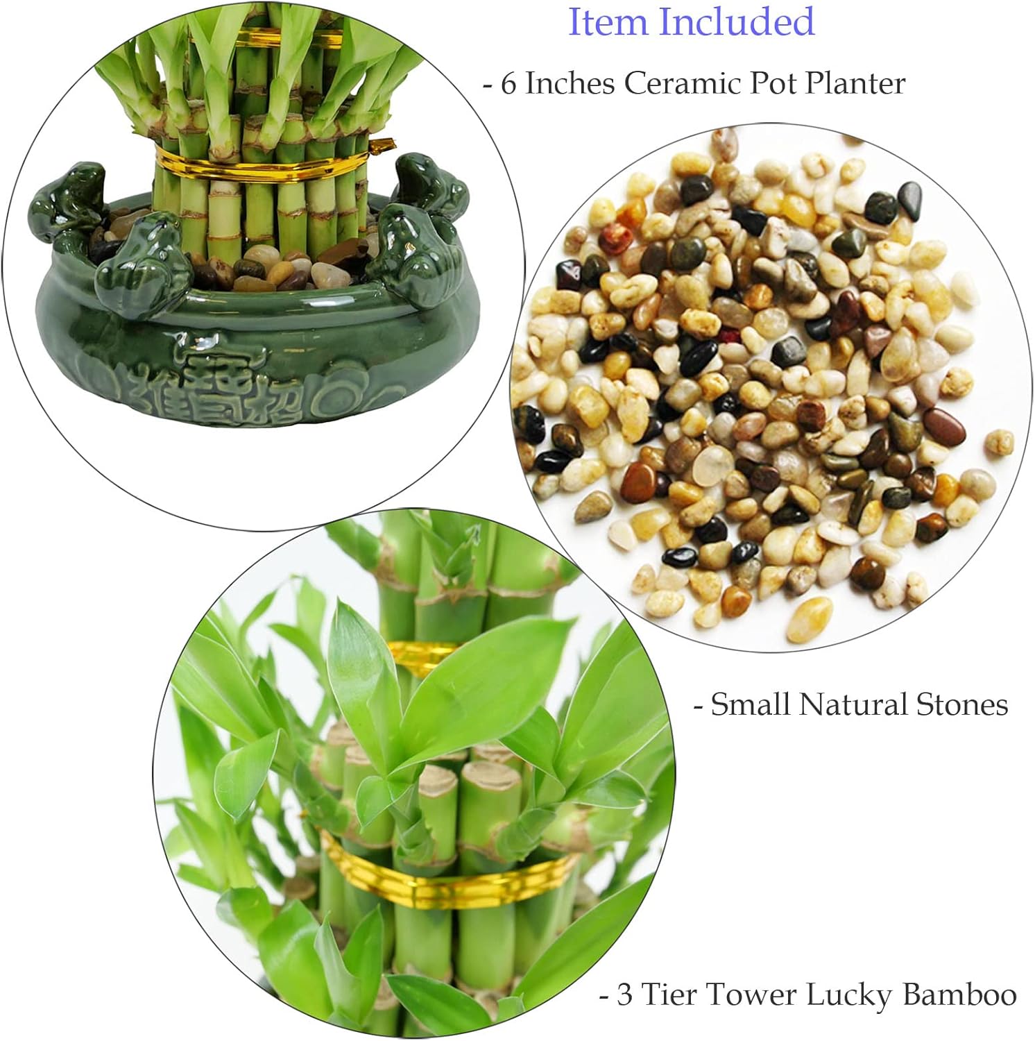 Athena’s Garden Lucky Bamboo Indoor Live Plant 3 Tier Tower Fresh Plant in Ceramic Planter (Frog)