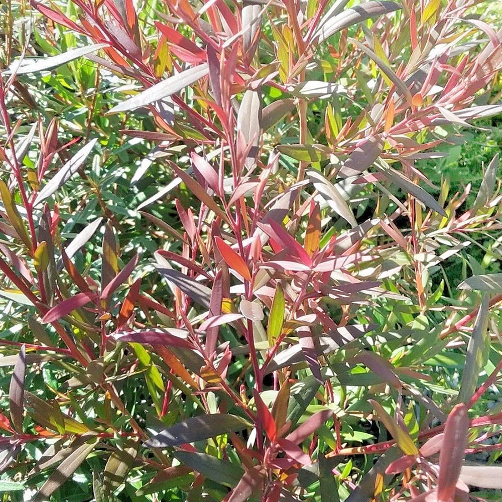 Amazon.co.jp: ITANSE レプトスペルマム カッパーグロー 3号 1個