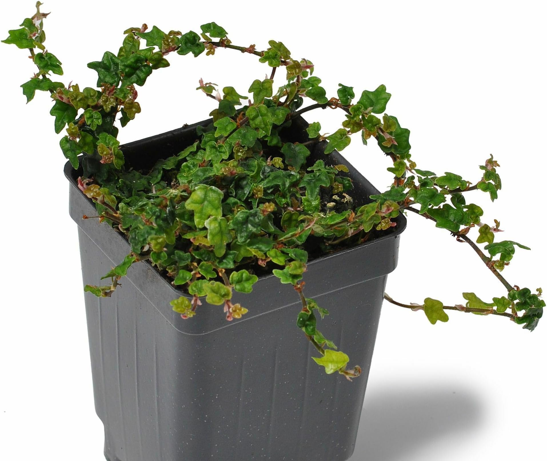 Ficus pumila 'Quercifolia Minima', Tiny Oak Leaf Creeping Fig, Oak Leaf Ficus, Terrarium Plant, Minuscule Leaves, Container Size: 3" (2.6x3.5)