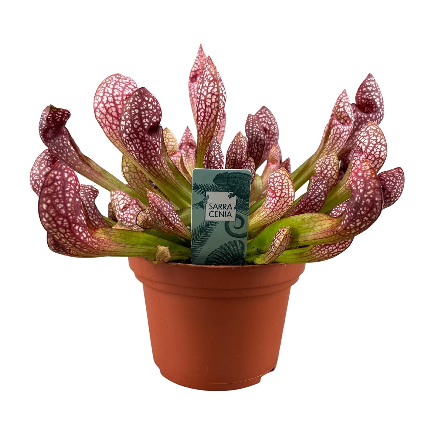 Sarracenia Scarlet Belle XS - 15-20cm - Ø12cm - Plante d'intérieur - Vert persistant