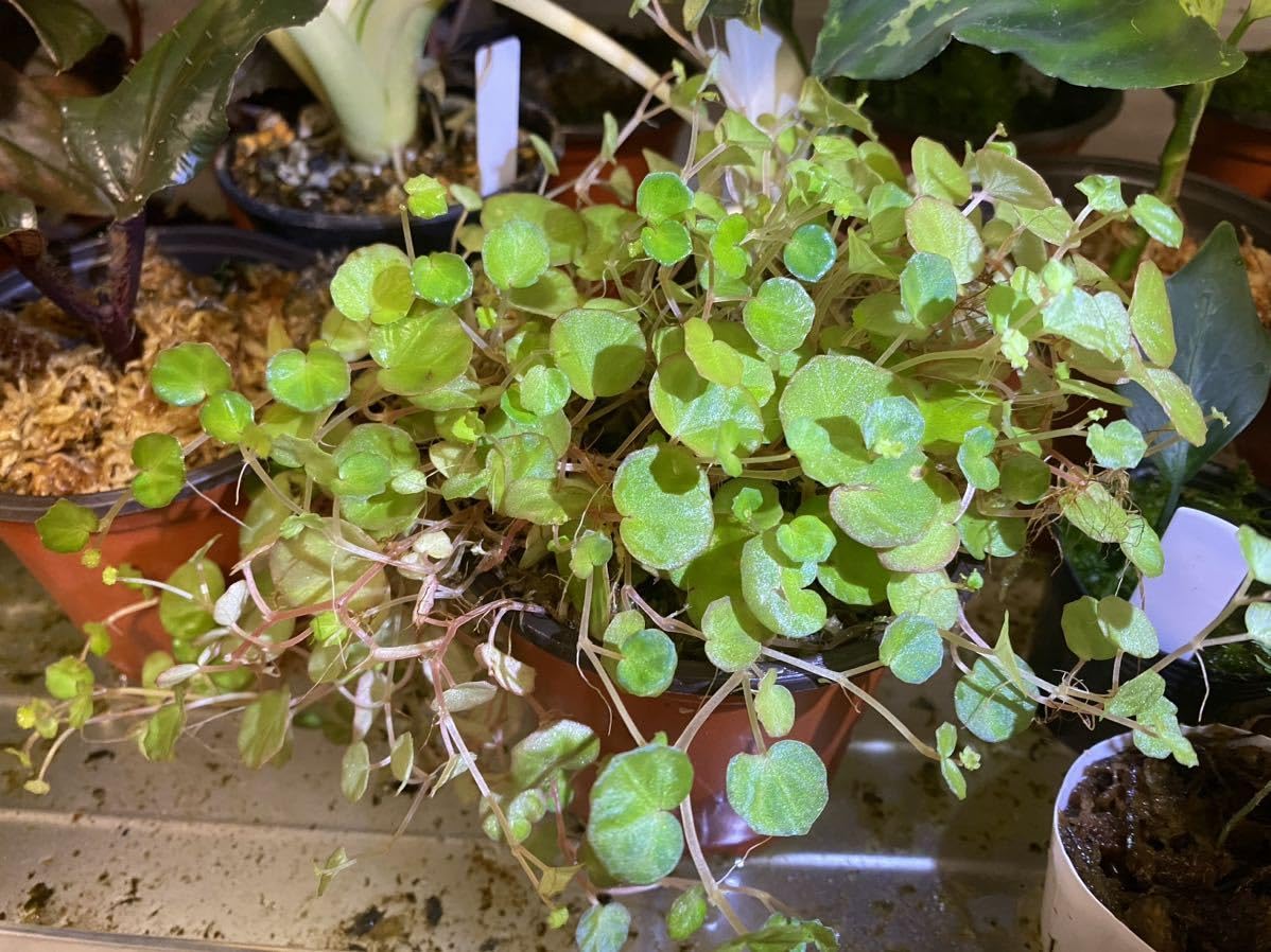 Amazon.co.jp: Begonia lichenora ベゴニア リケノラ 通称 ミニ : おもちゃ