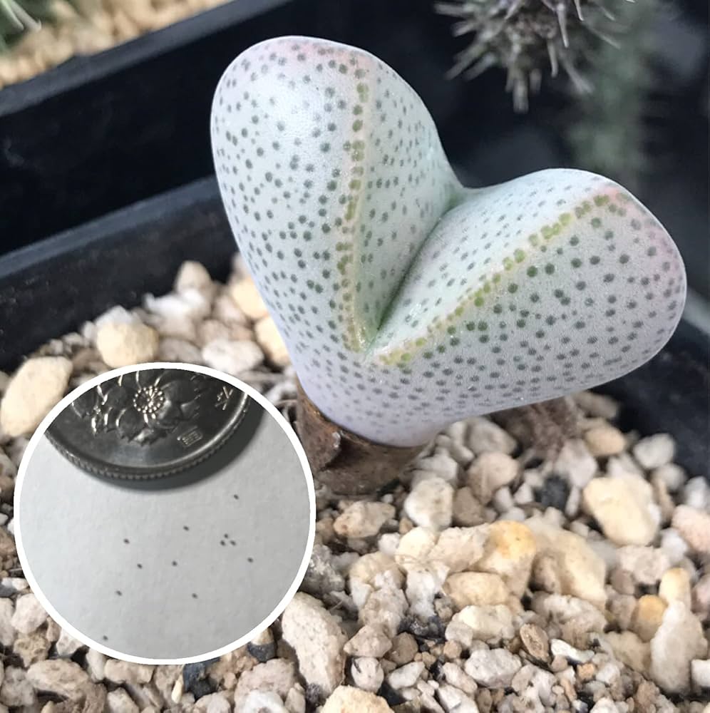 珍品】多肉植物 硫黄団扇 赤い妖 珍品】多肉植物 硫黄団扇 赤い妖 珍品