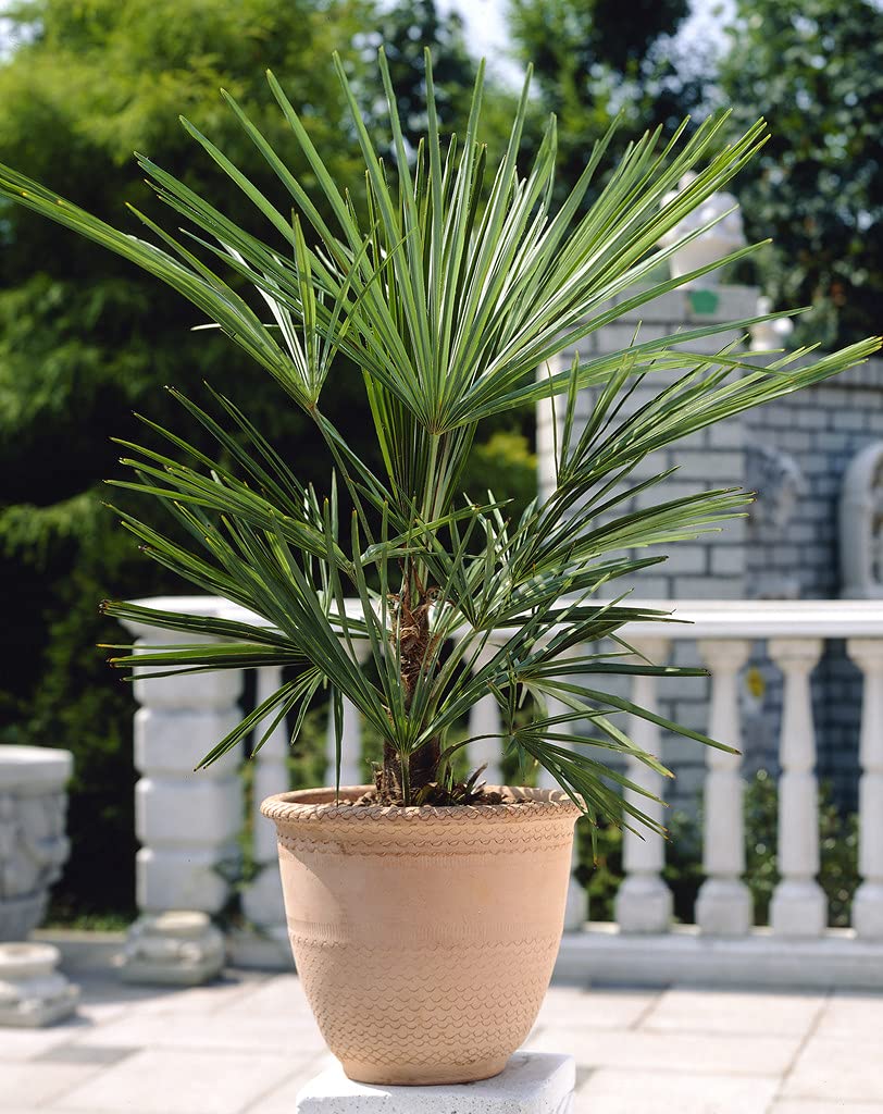 Bloomique - Washingtonia Robusta - Mexikanische Fächerpalme - Palme - Winterharte Balkonpflanzen - Gartenpflanzen Winterhart - Höhe 80-100 cm - Topf 21 cm