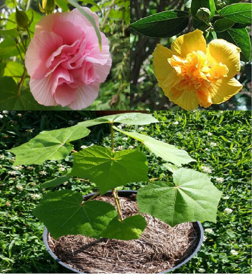 Green view "Combo Lotus Plant Double Petal Sthal Poddo Pink And Yellow color " Hybrid Beautiful - 2 Healthy Live Flowering Plant well rooted covered with cocopeat in Nursery Grow Bag for Home Garden (B0C4DMV62J) Amazon Price History, Amazon Price Tracker