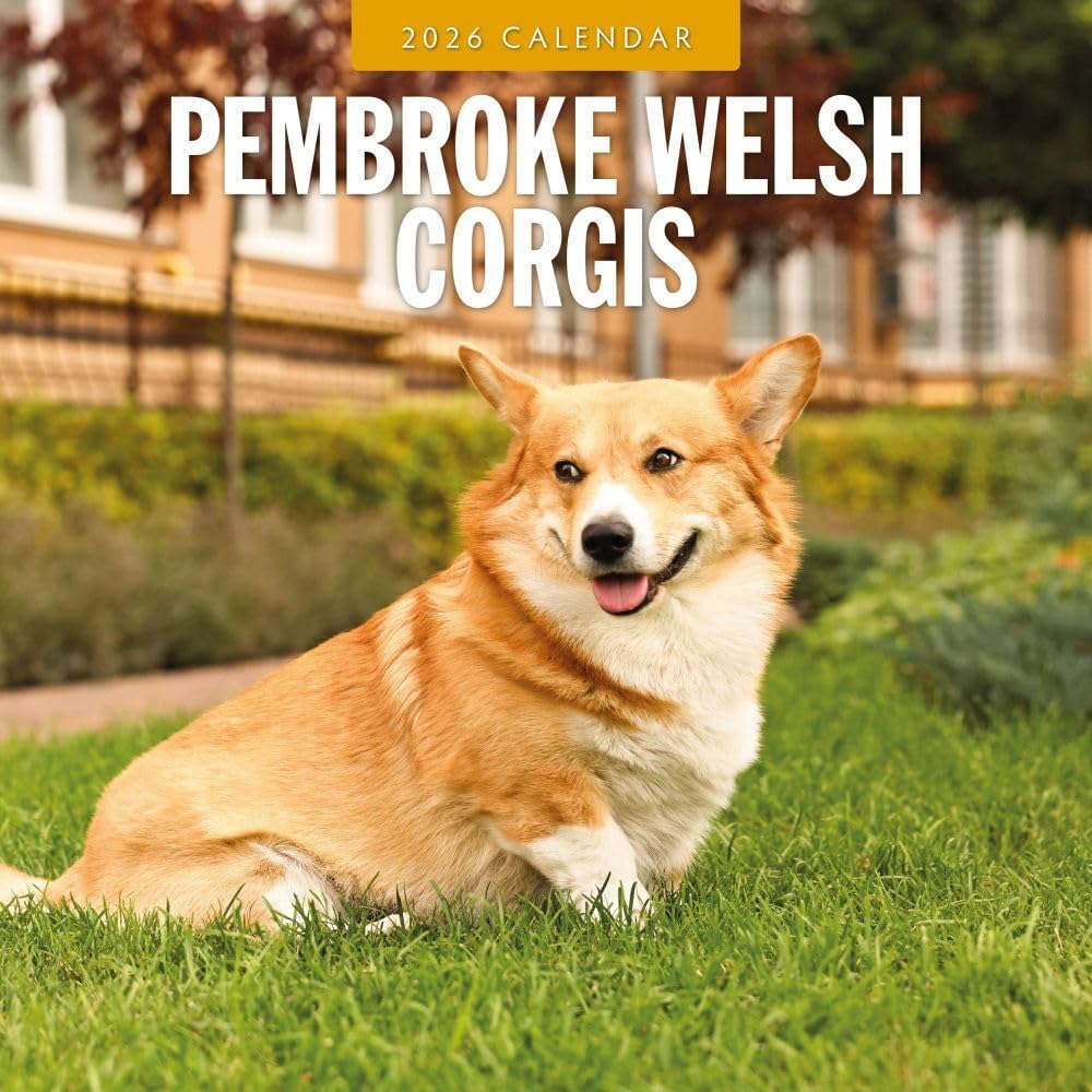 Pembroke Welsh Corgis - 2026 Square Wall Calendar - by Red Robin Publishing