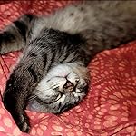 Review Image by Thecreativelotuslab Thecreativelotuslab