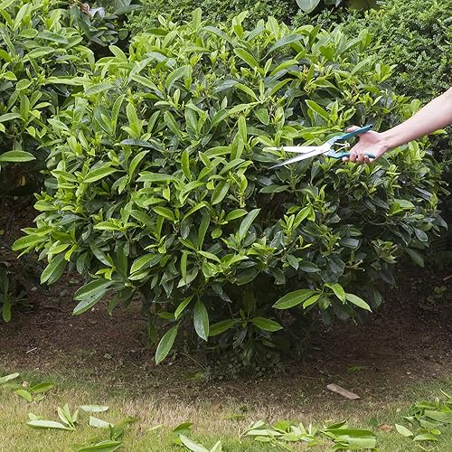 Miniatura 4 de Tijeras de mano para jardinería o esquila de ovejas - Tijeras topiariassetos de acero inoxidable manganeso para poda PM-006-C