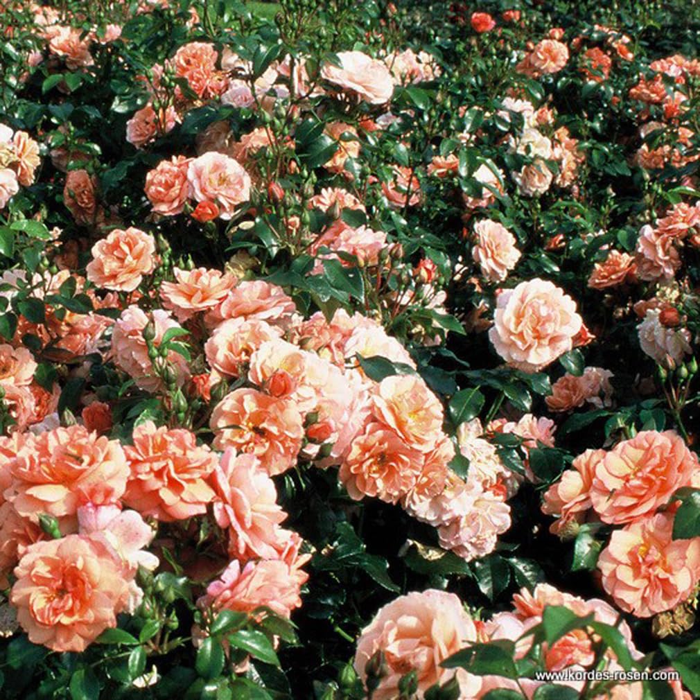 2 x Rose - Rosa 'Aprikola' Topf 25-30 cm - Die blühfreudige und duftende Rose aus der Serie Rigo von Kordes