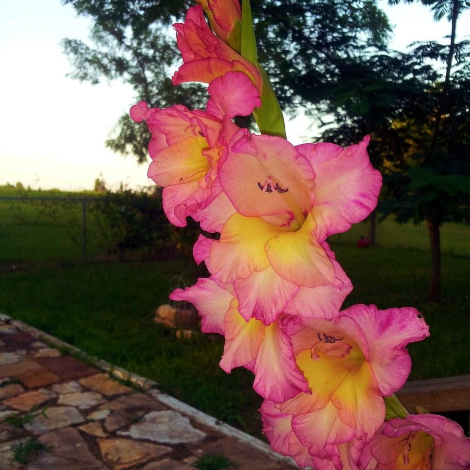 Gladiolenknolle Gladiolen Sind KäLtebestäNdig Ausdauer Und PositivitäT Haben Sie Kontinuierliche Farbwellen Lange BlüTezeit Und Hoher Zierwert-15bulbs-C