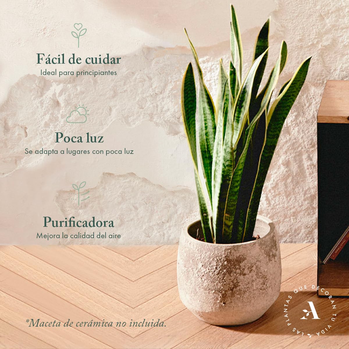 Sansevieria Trifasciata o Laurentii - Lengua de Suegra | Planta suculenta natural ideal para interior con altura 20-25 cm en maceta de 10ø | April Plants — view 2