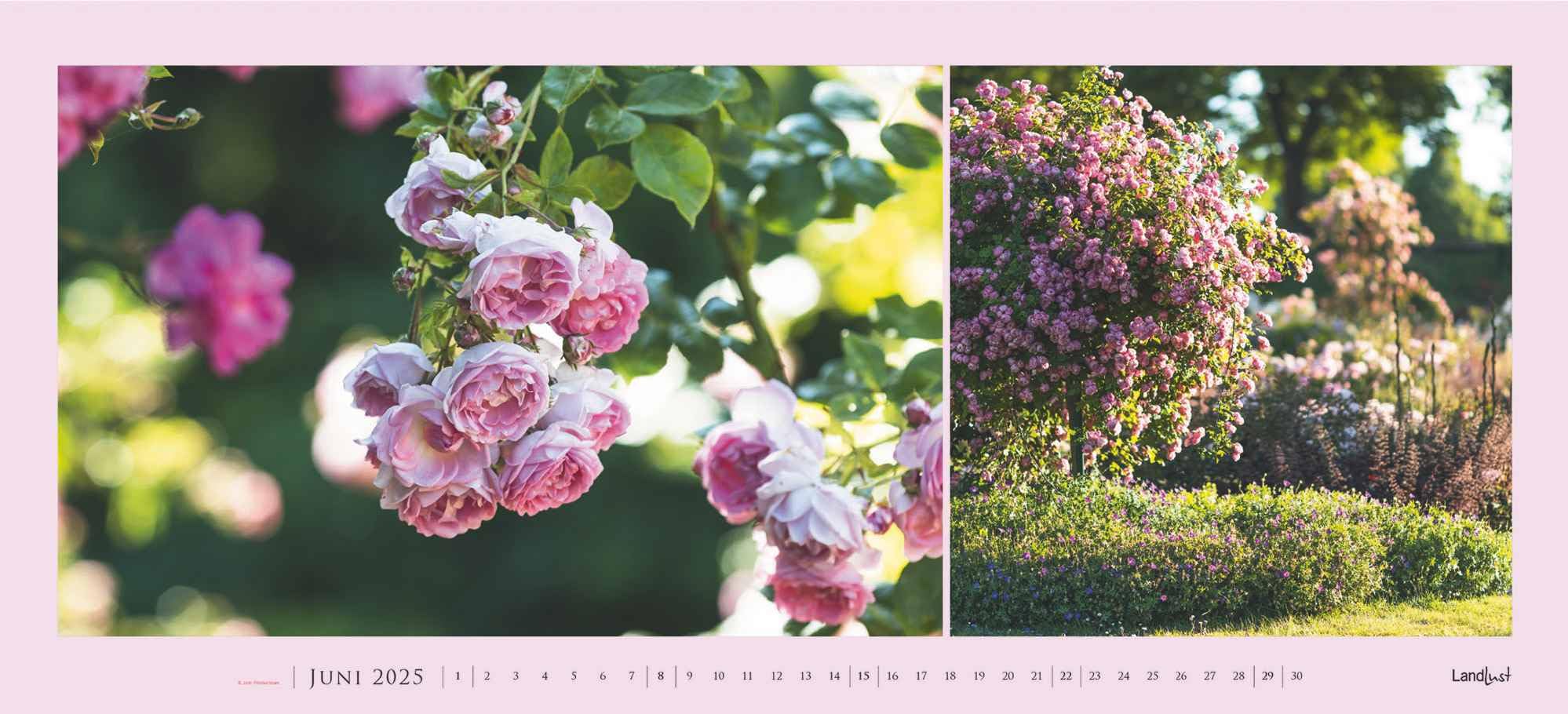 Landlust - Garten-Kontraste Panorama 2025, 110x50cm, Wandkalender mit Garten-Motiven im Großformat, Schönheit des Gartens in vielen Facetten, Spiralbindung, deutsches Kalendarium