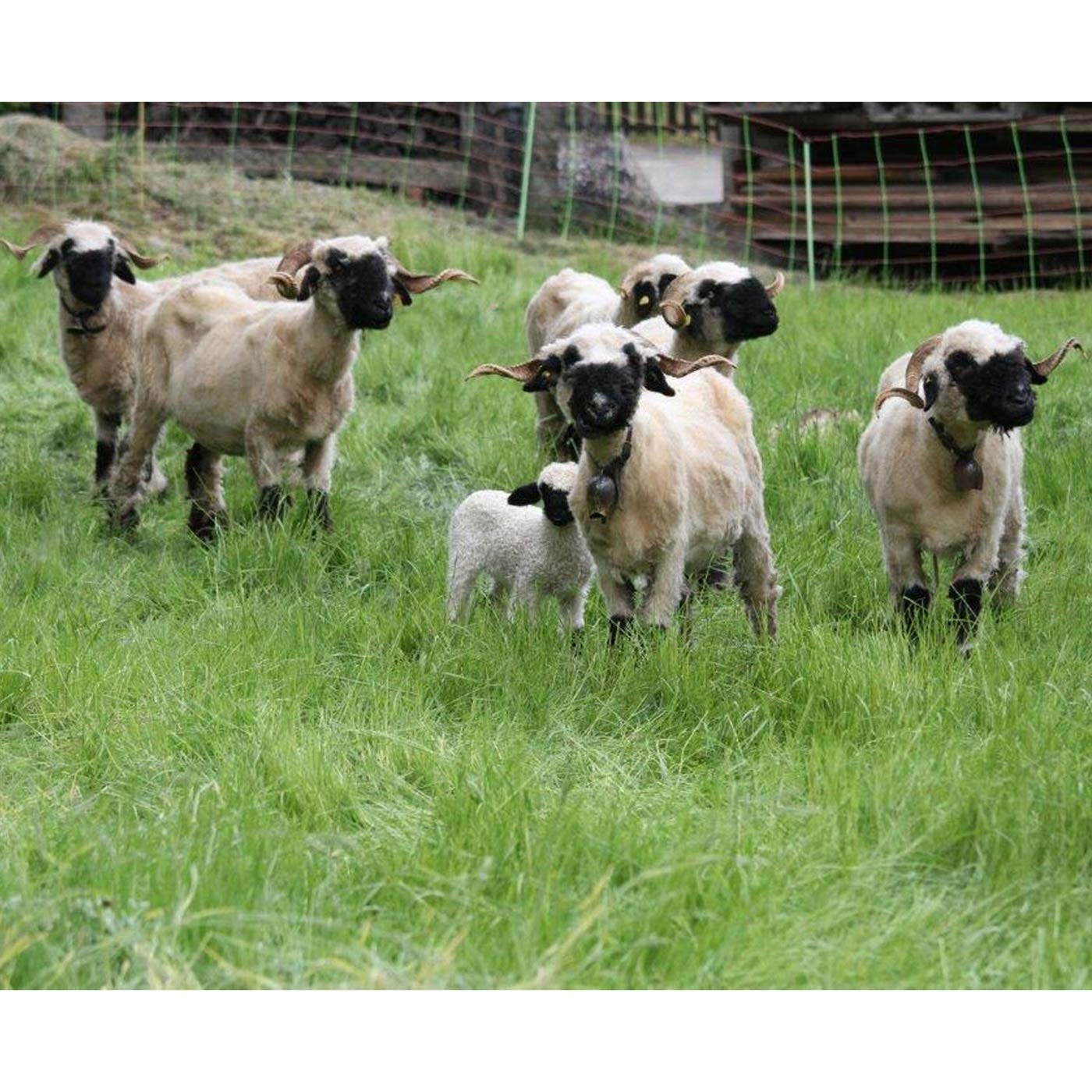 Rete Per Pascoli Elettrificabile VOSS - 50m X 90cm Per Pecore E Capre - Foto 10