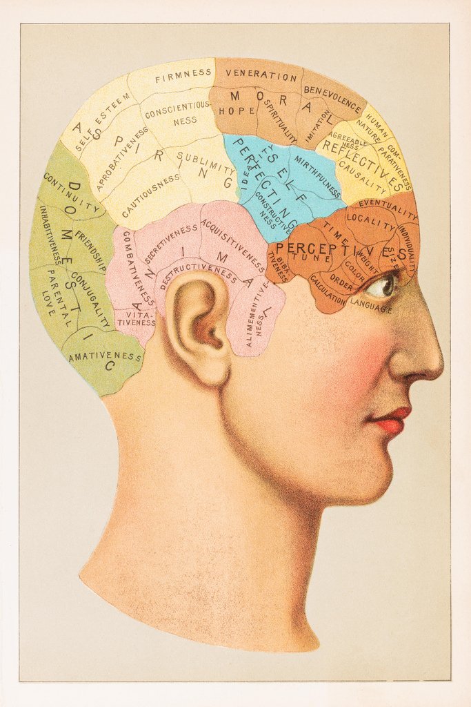 Amazon.co.jp: Phrenology Anatomy図1891年アートプリントポスター12 x