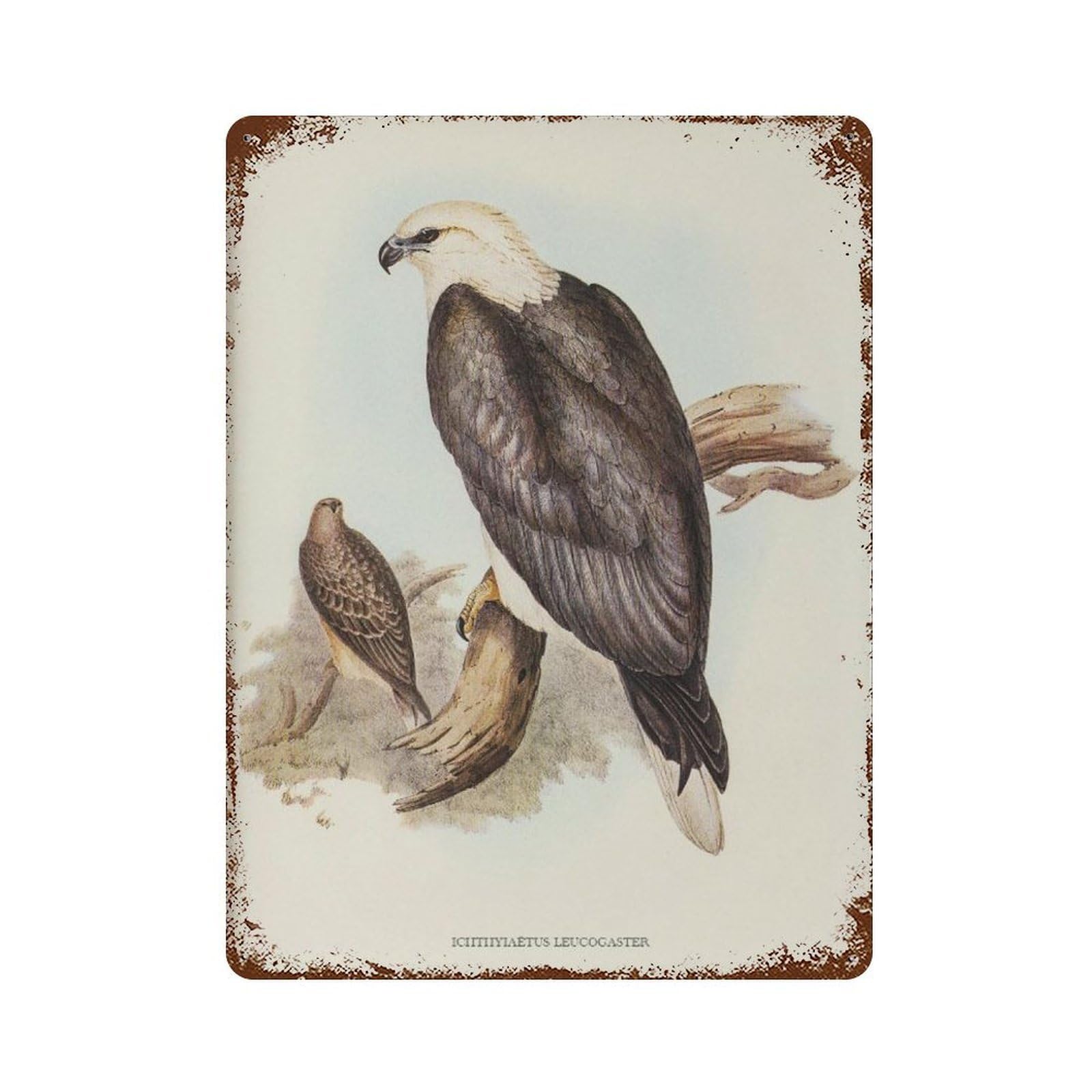 xiaoxiaoshen Vintage Eagle Watercolor Neutral Bird Wall Decor Art Metal Tin Poster Modern Home Decor Art Home Bar Shop Decorations Vintage Sign 40x30cm