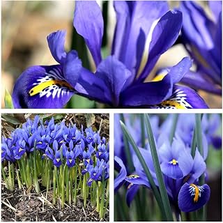 Humphreys Garden® Iris Reticulata Bulbs Size 5 up (30)