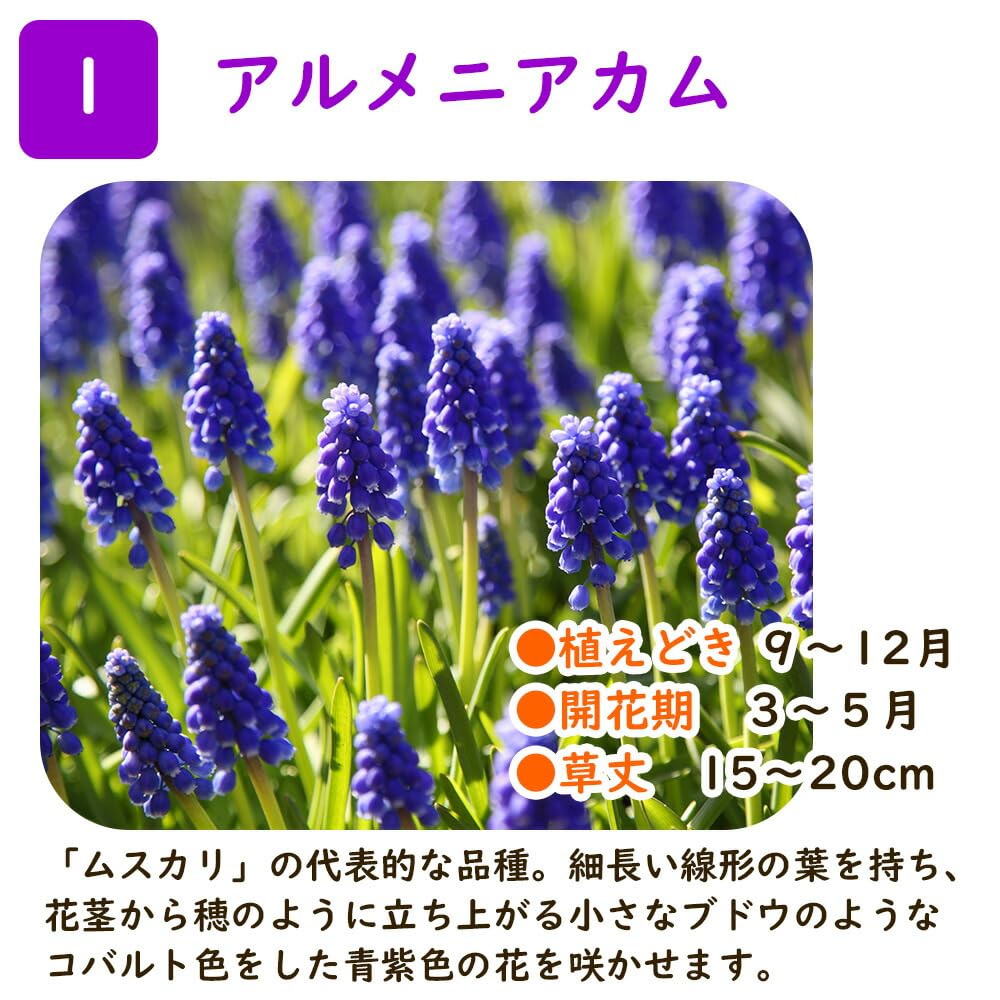 6月発送ご希望 ムスカリ球根 0435-001-02.jpg