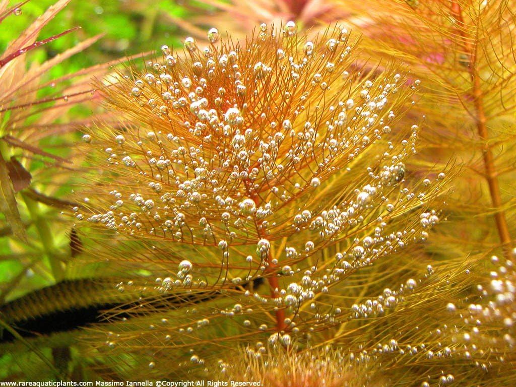 Myriophyllum mattogrossense Red - Red Watermilfoil x1 Bunch - Live Aquarium Plant