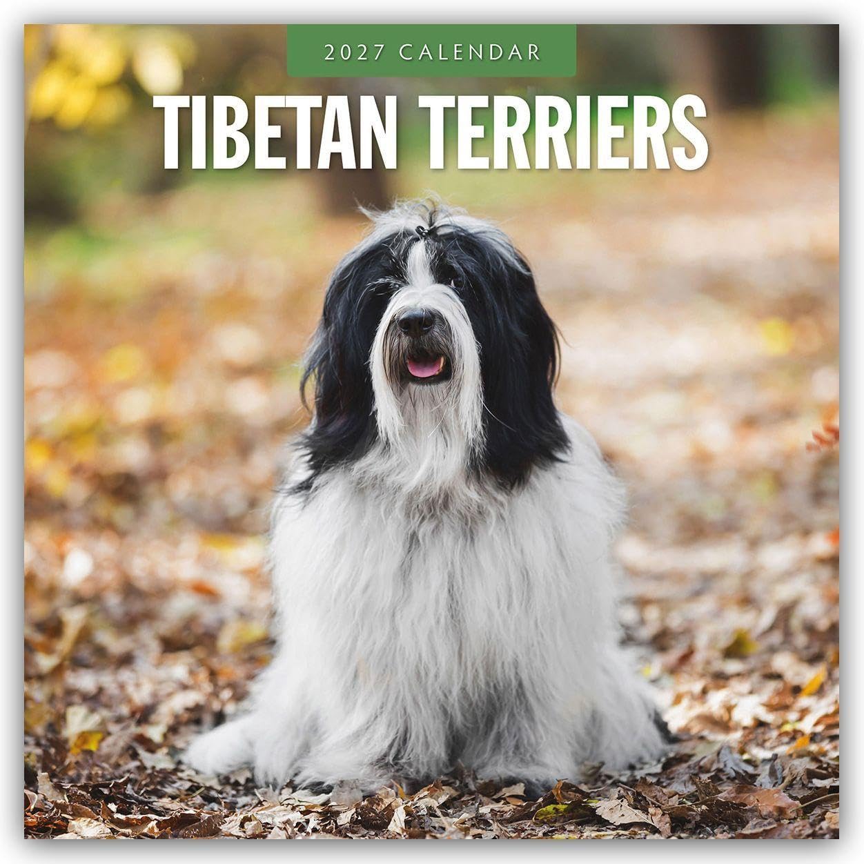Tibetan Terriers 2027 Square Wall Calendar: Original Red Robin Publishing Ltd-Kalender [Mehrsprachig] [Kalender]