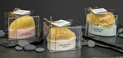 Miniatura 3 de Jabón de leche de cabra y aceite de oliva con esponja de mar natural, paquete de 2 unidades de aroma de coco y mango barra exfoliante de 6 onzas