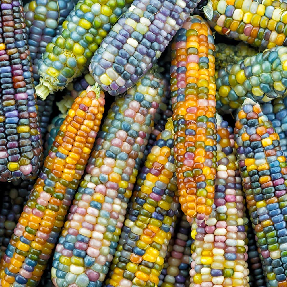 M-Tech Gardens New Rare Hybrid Corn " Glass Gem " Exotic 5 Vegetable Seeds for Growing (B0CP6YF58R) Amazon Price History, Amazon Price Tracker