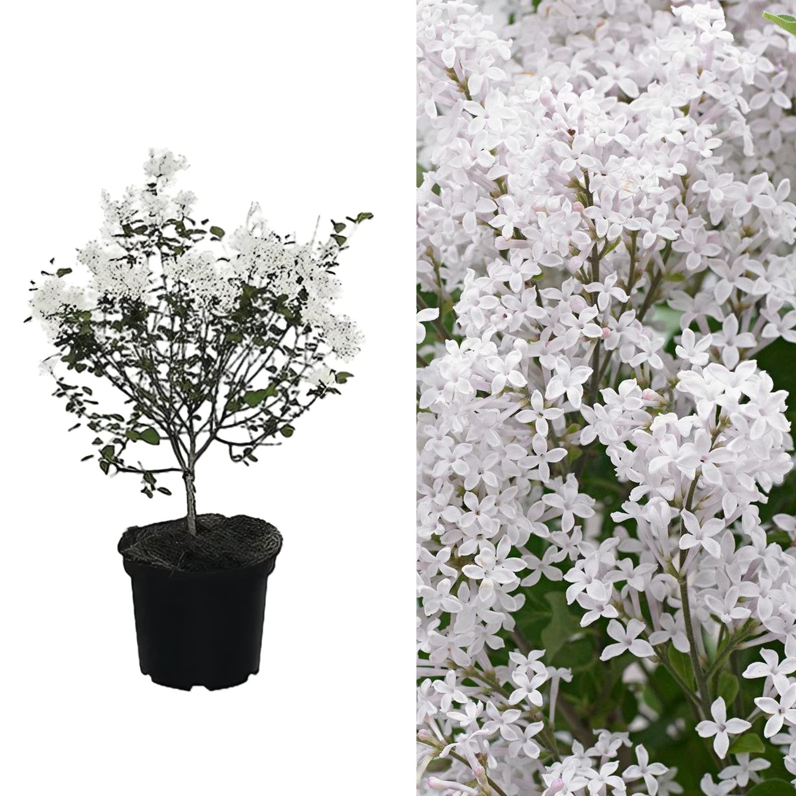 Carbeth Plants Syringa Flowerfesta White Dwarf Korean Bush 9cm Pot (3)