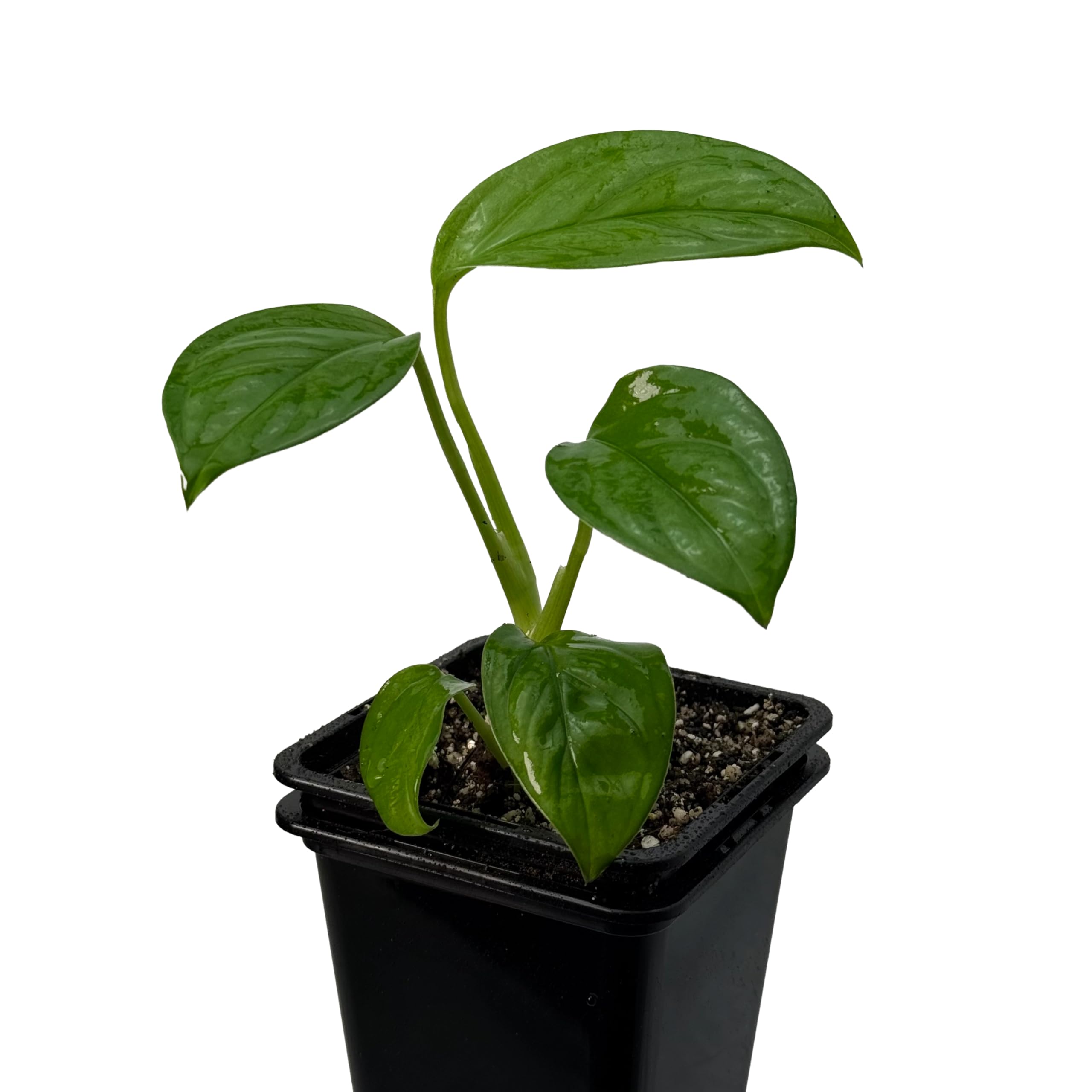 Monstera obliqua cf pangui – pianta da interno rara | pianta rampicante per tutore in muschio e supporto | pianta da collezione esclusiva per ambienti interni